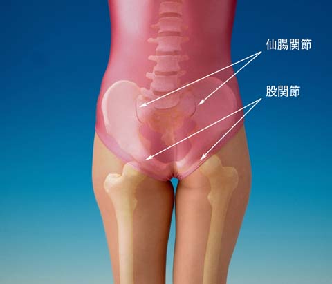 商品詳細【ラクダーネ】＜骨盤サポーター メッシュ＞